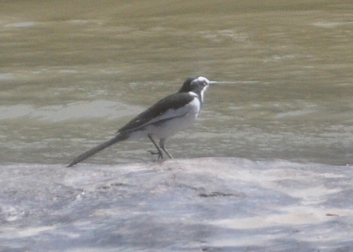 African Pied Wagtail - ML618373685