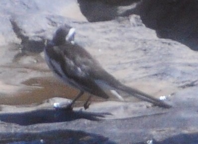 African Pied Wagtail - ML618373686