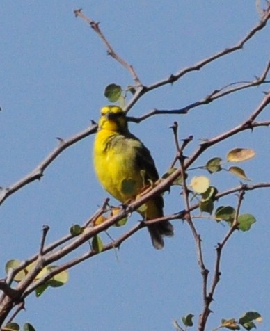 Yellow-fronted Canary - ML618373701