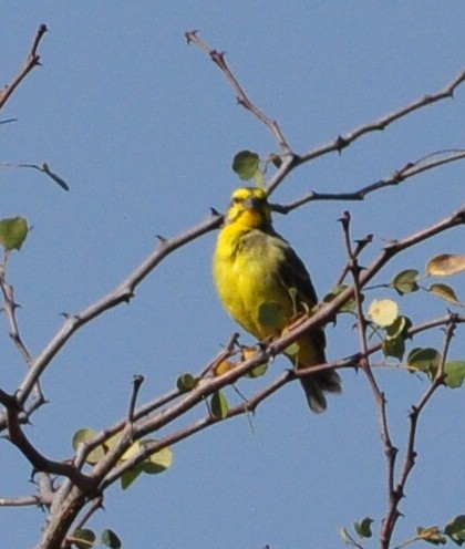 Yellow-fronted Canary - ML618373702