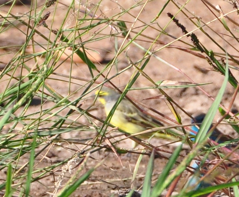 Yellow-fronted Canary - ML618373703