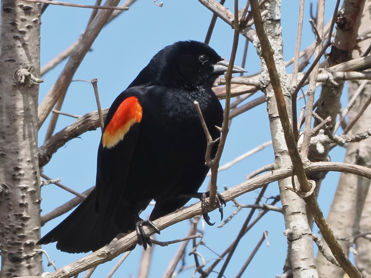 Red-winged Blackbird - John Felton