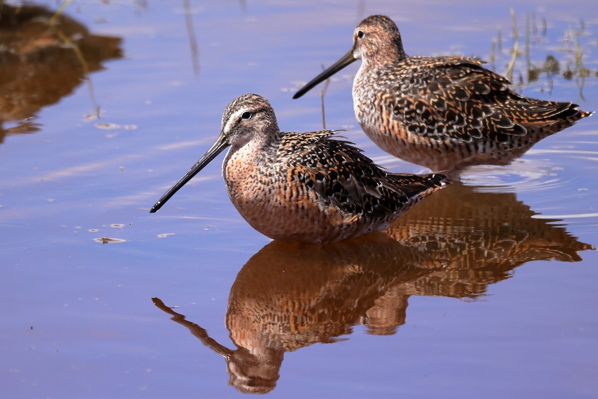 Long-billed Dowitcher - ML618373827