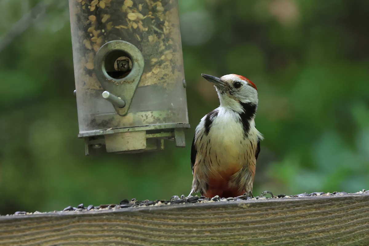 Middle Spotted Woodpecker - ML618373837
