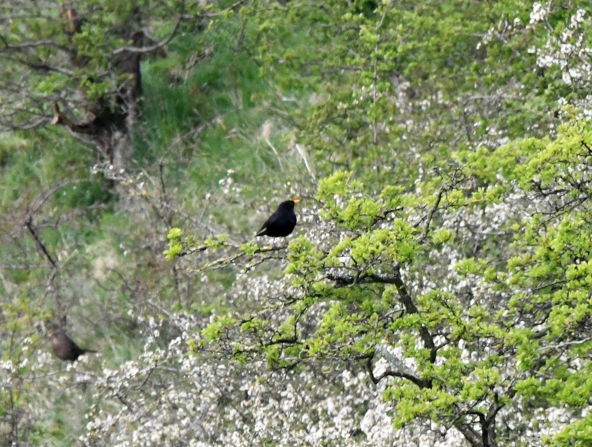 Eurasian Blackbird - ML618373852