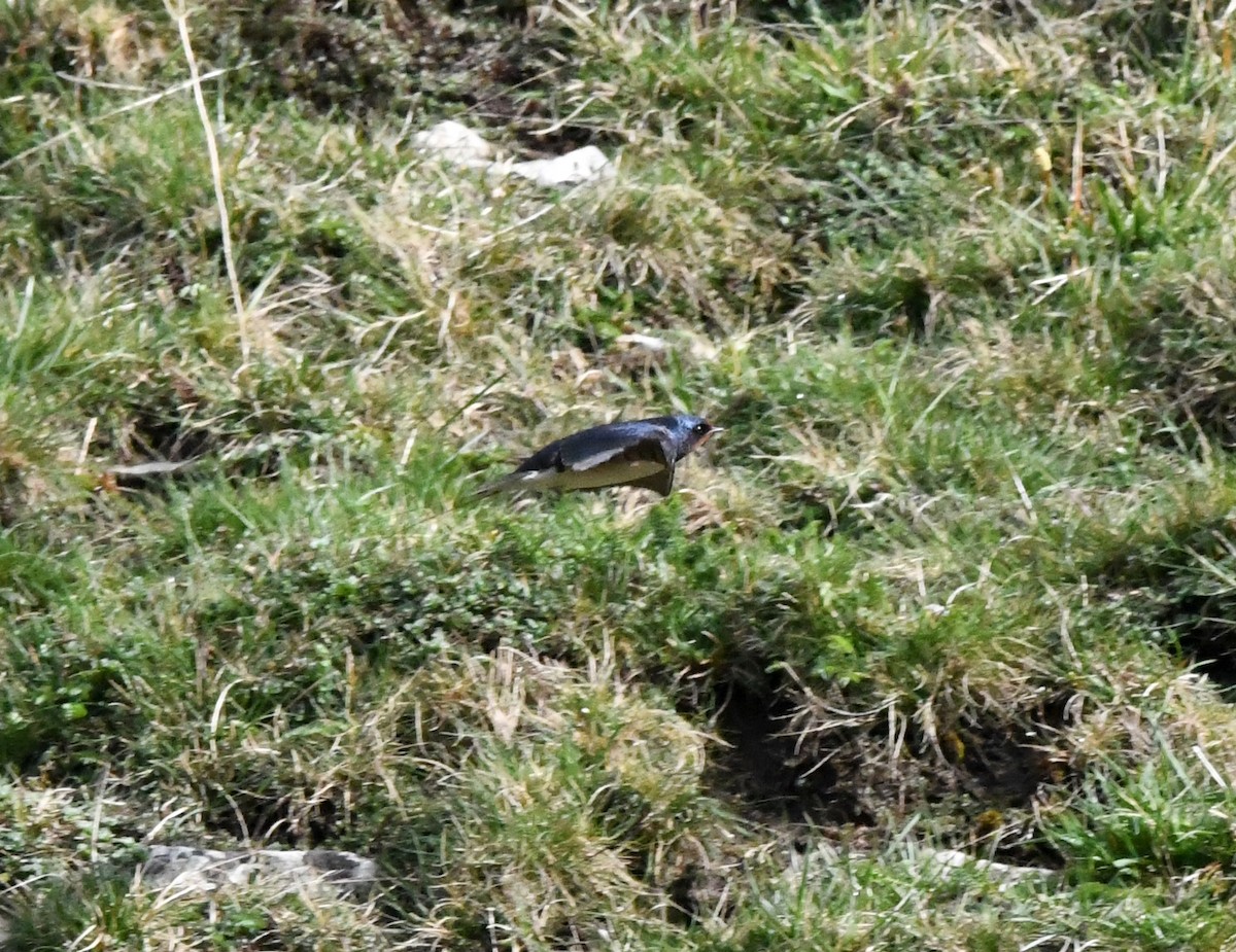 Barn Swallow (White-bellied) - ML618373861