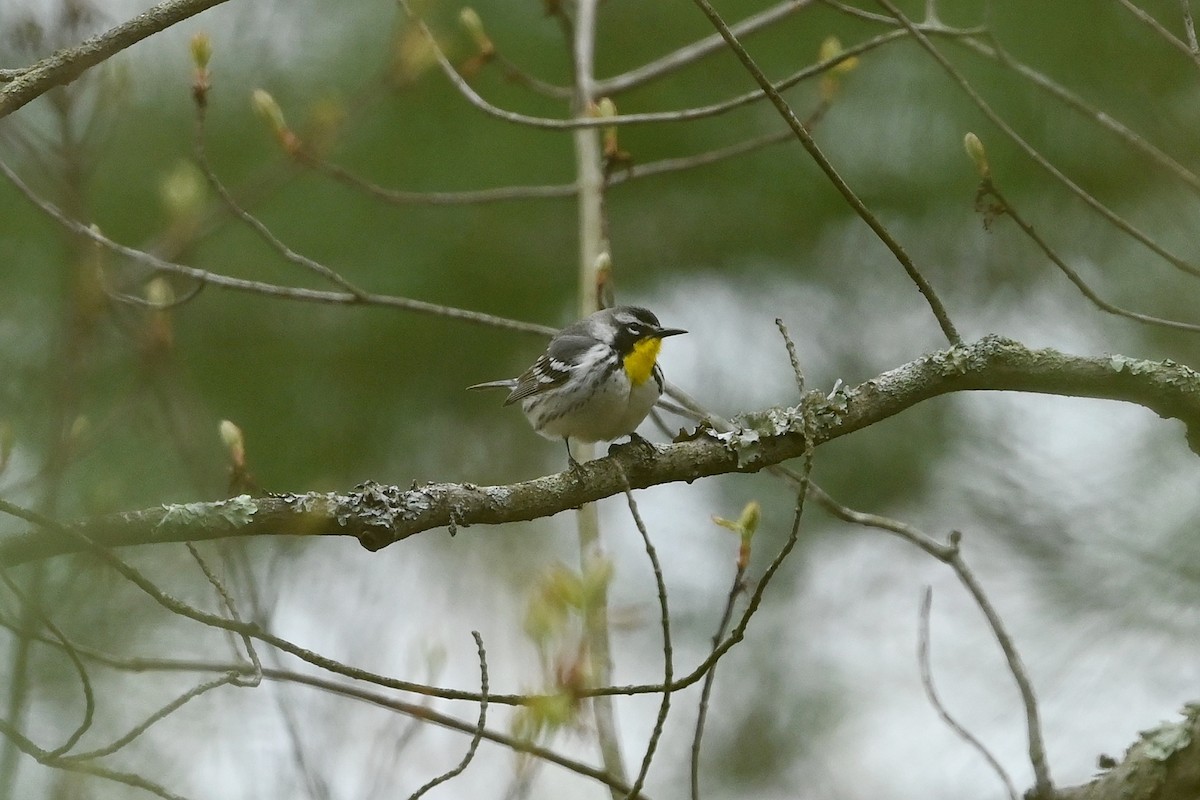 Yellow-throated Warbler - Dan O'Brien