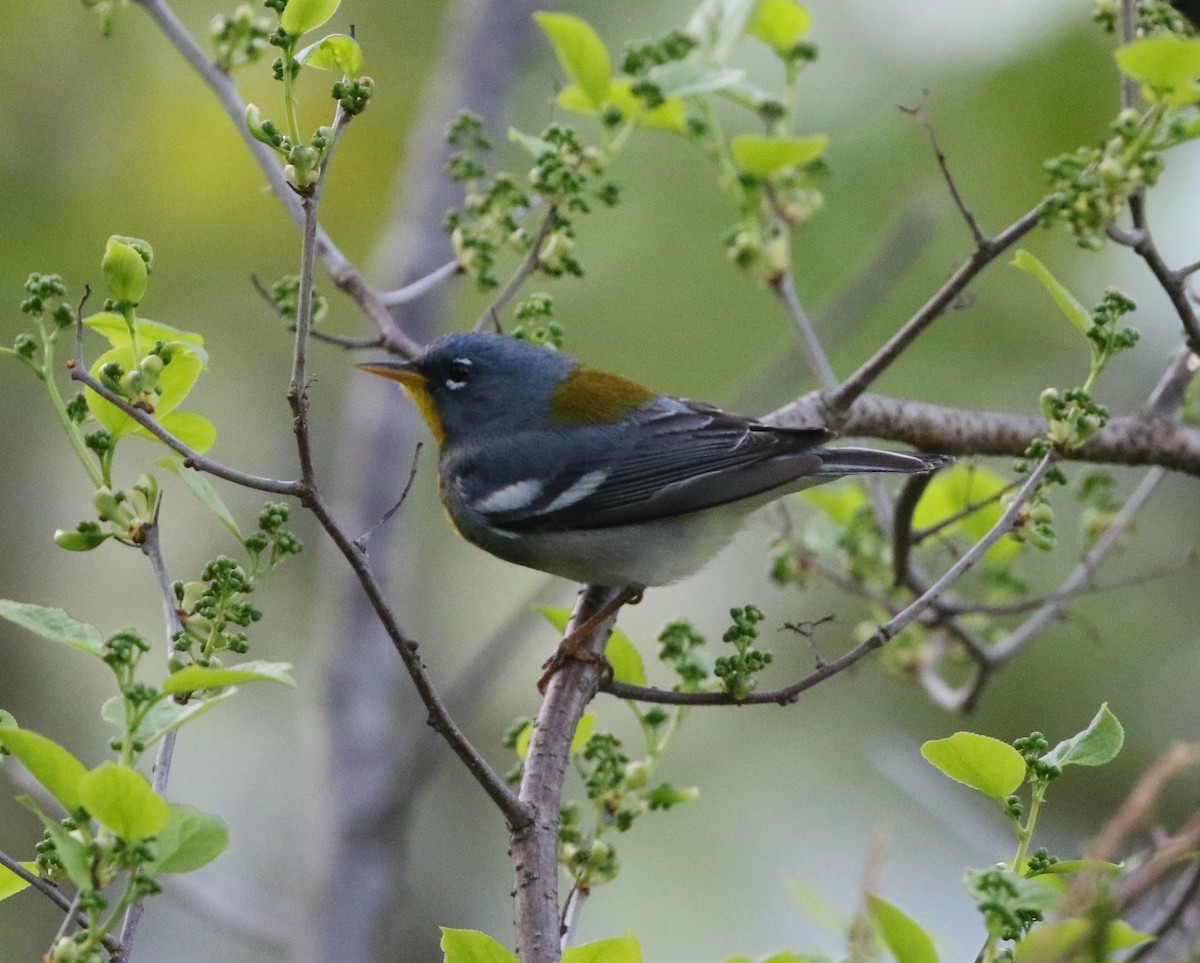 Northern Parula - Andrew Vallely