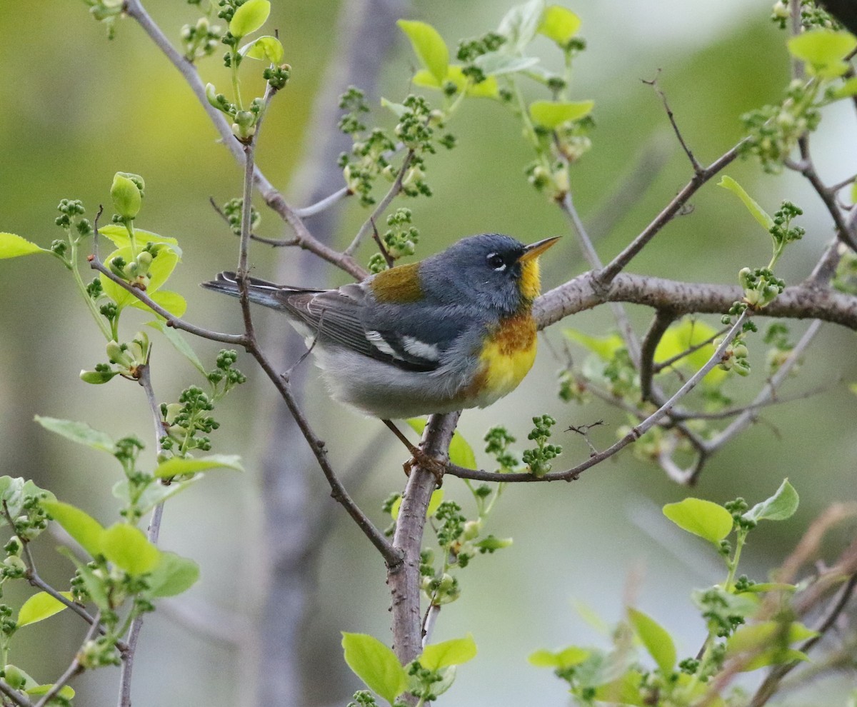 Northern Parula - Andrew Vallely