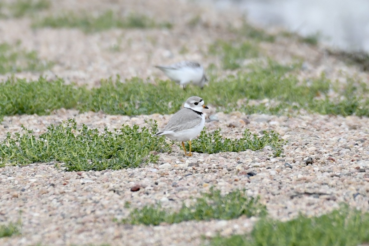 Piping Plover - ML618373942