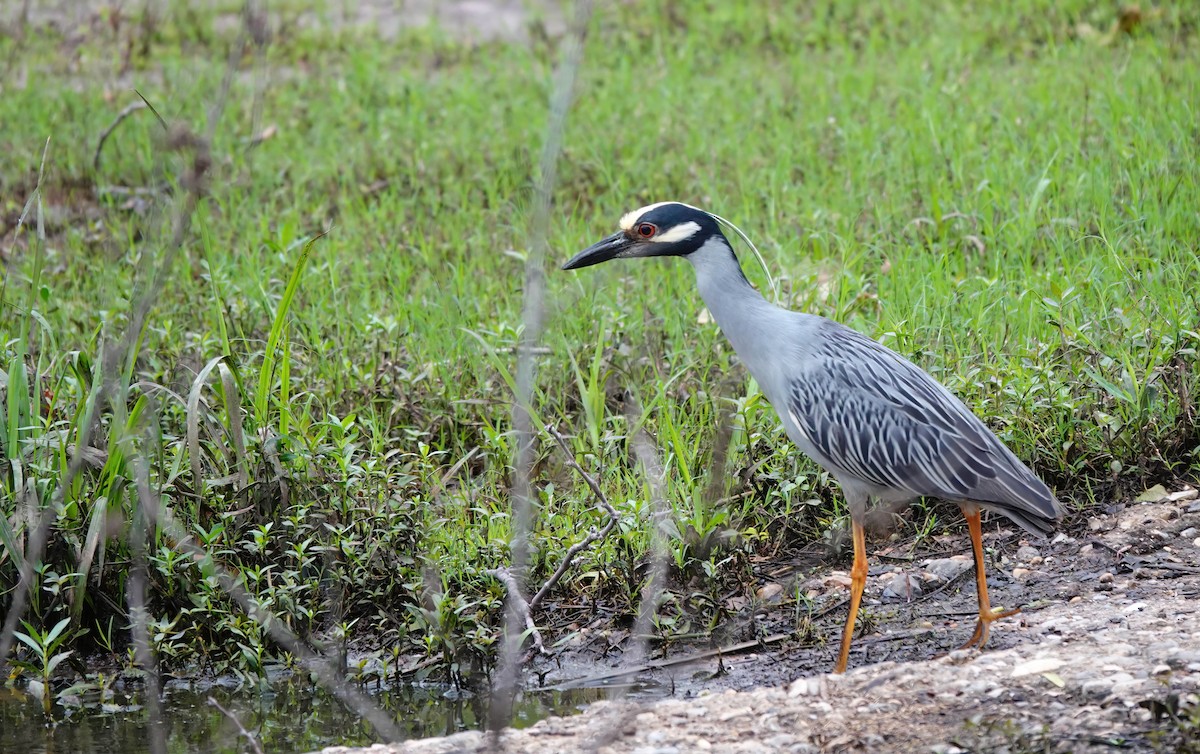 Yellow-crowned Night Heron - Pam Vercellone-Smith