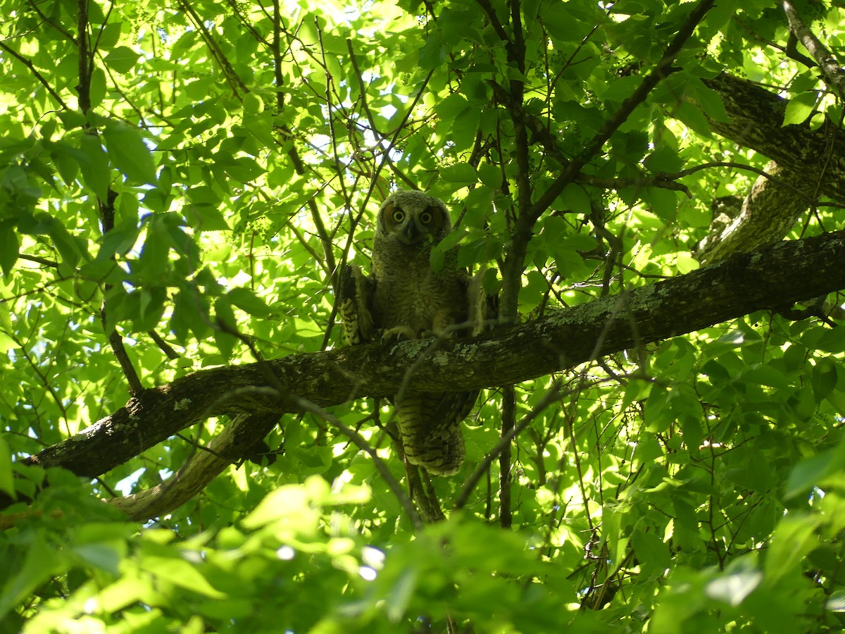 Great Horned Owl - ML618373950