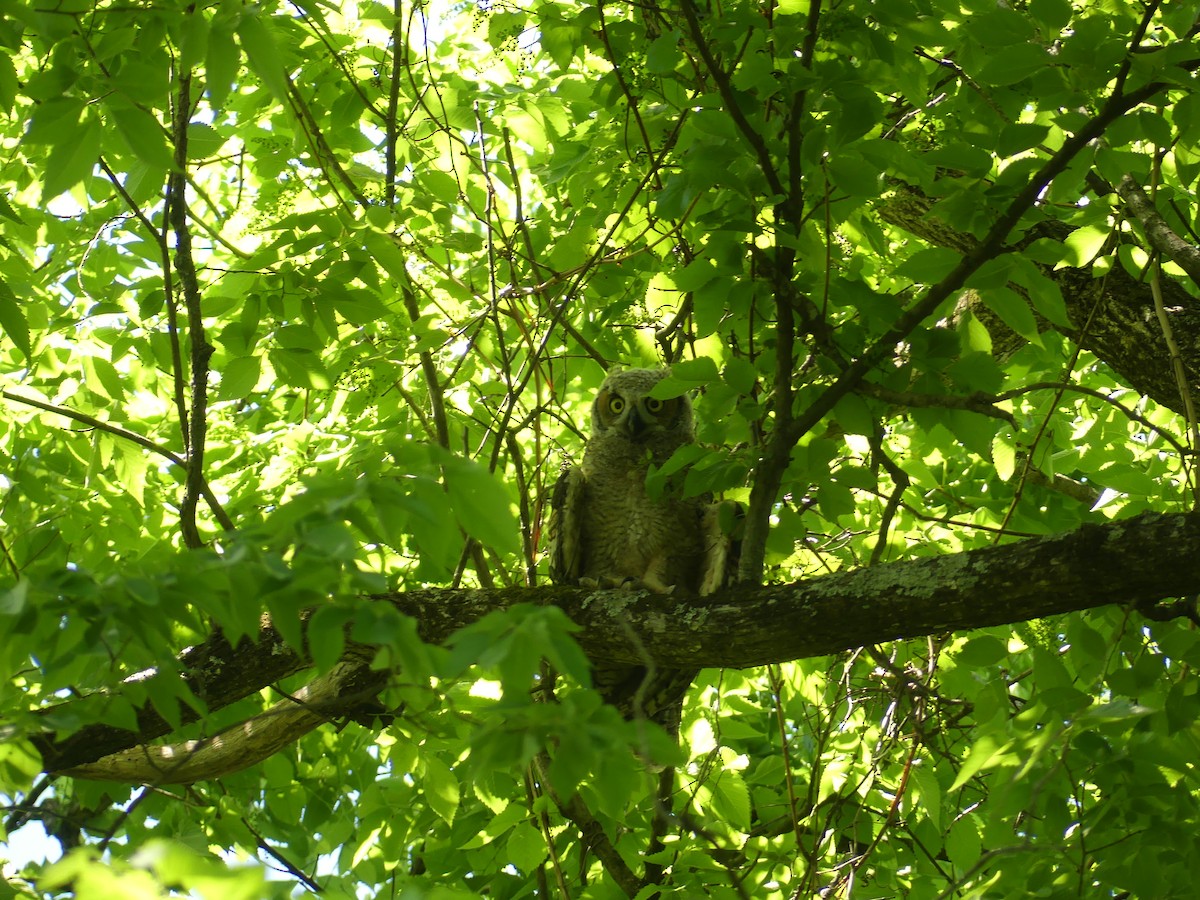 Great Horned Owl - ML618373957