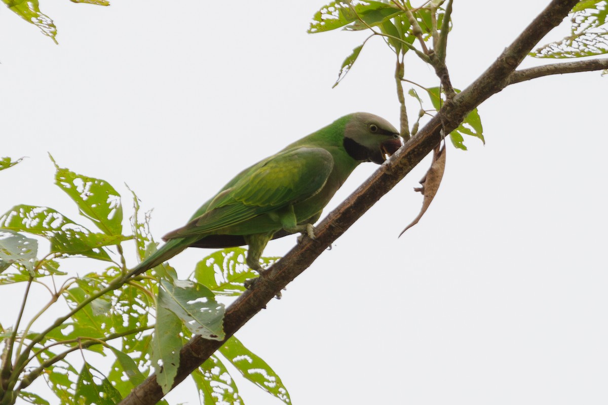 Red-breasted Parakeet - ML618373977