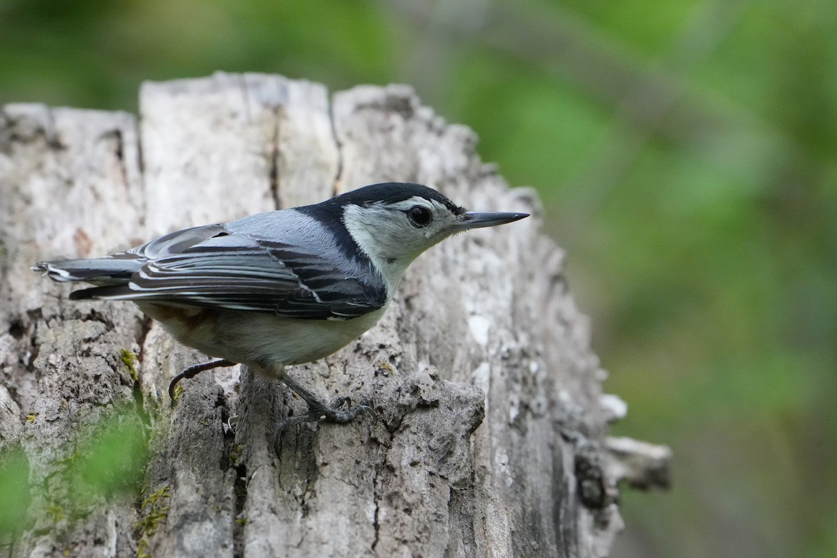 White-breasted Nuthatch - ML618373991