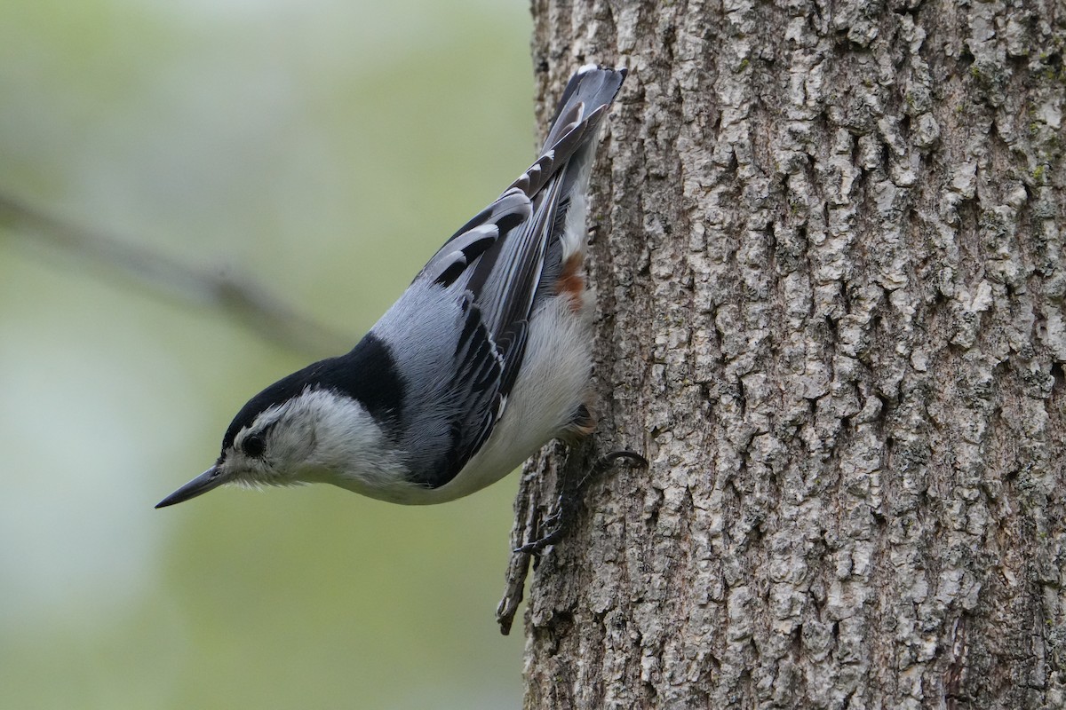 White-breasted Nuthatch - ML618373995