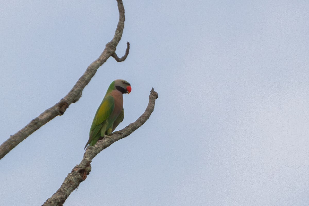 Red-breasted Parakeet - Mark Maddock