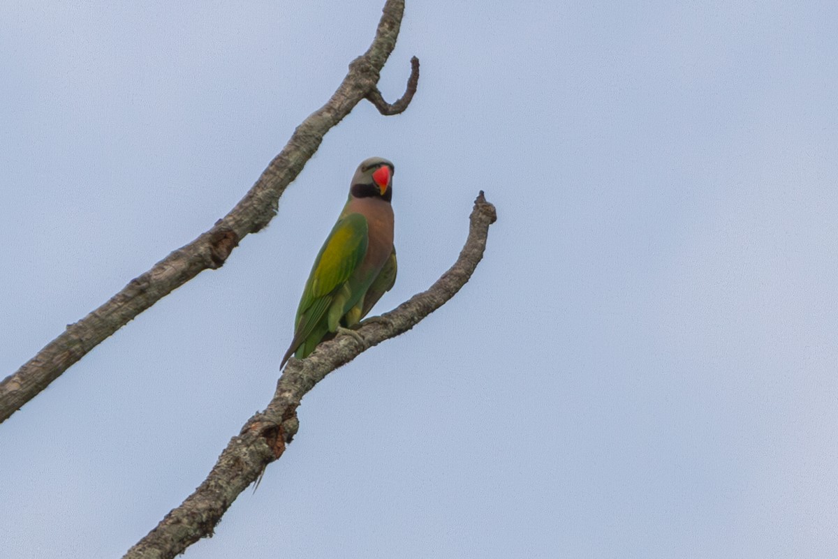 Red-breasted Parakeet - ML618373997