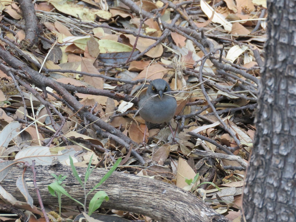Yellow-eyed Junco - Anne (Webster) Leight