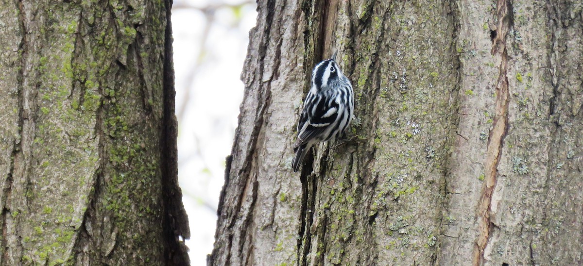 Black-and-white Warbler - ML618374047