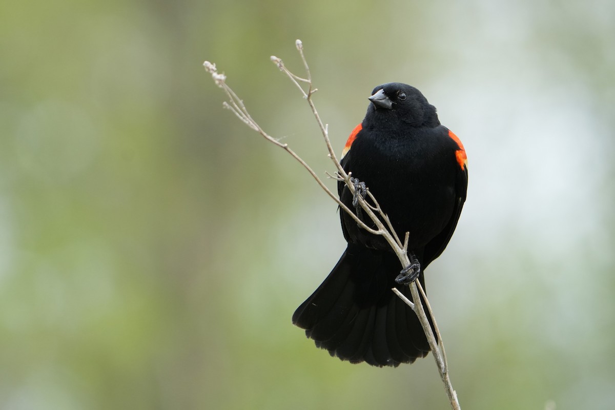 Red-winged Blackbird - ML618374059