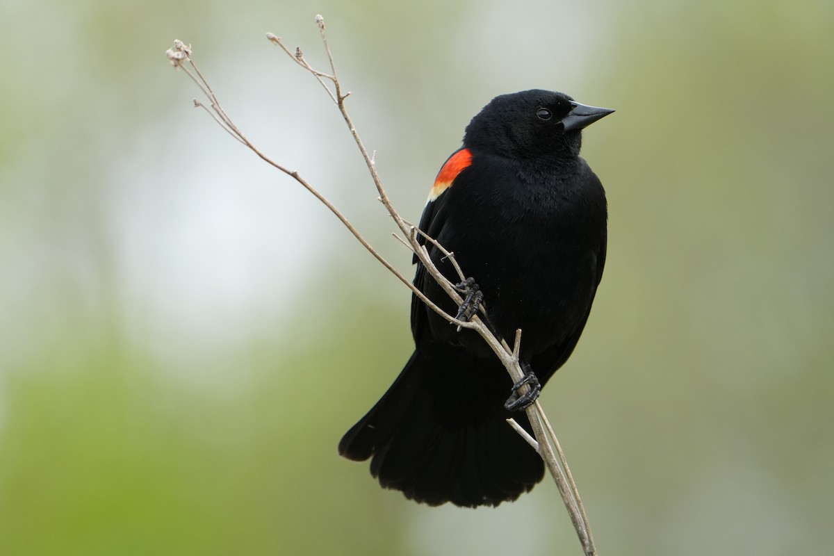 Red-winged Blackbird - ML618374062