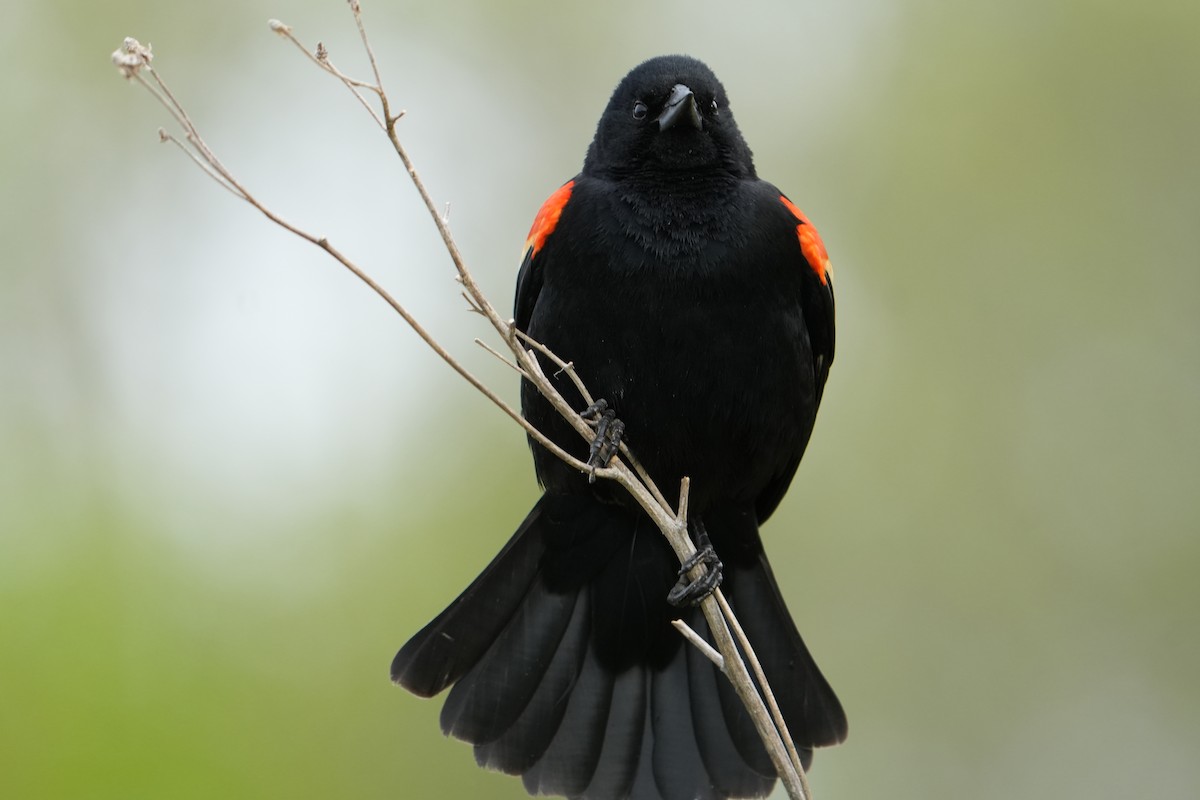 Red-winged Blackbird - Will Cihula