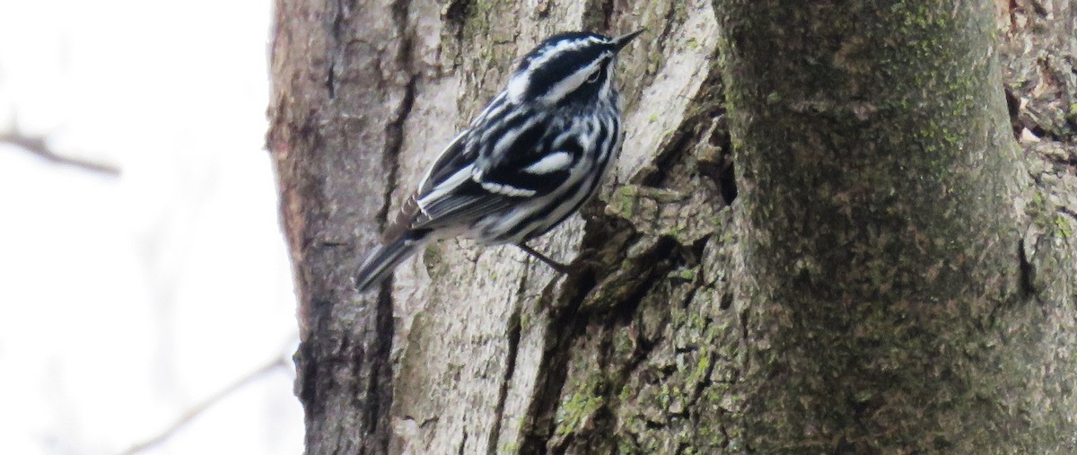 Black-and-white Warbler - Michel Turcot