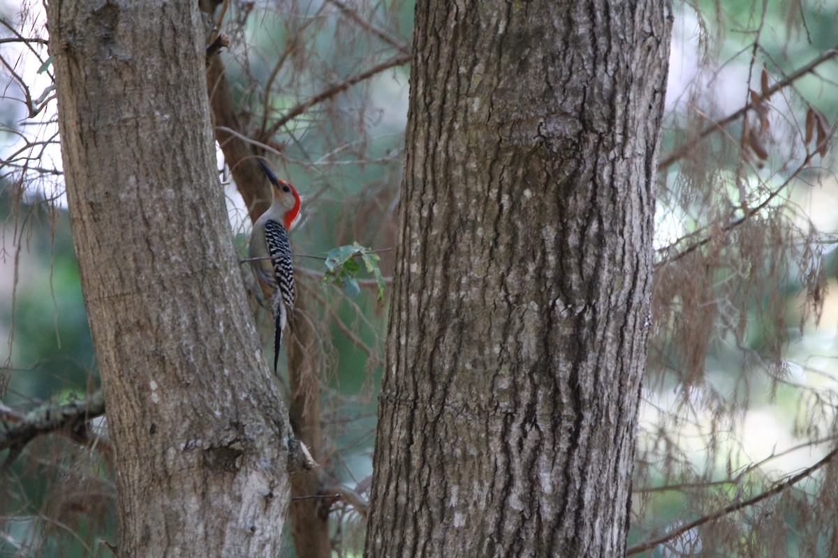 Red-bellied Woodpecker - ML618374147