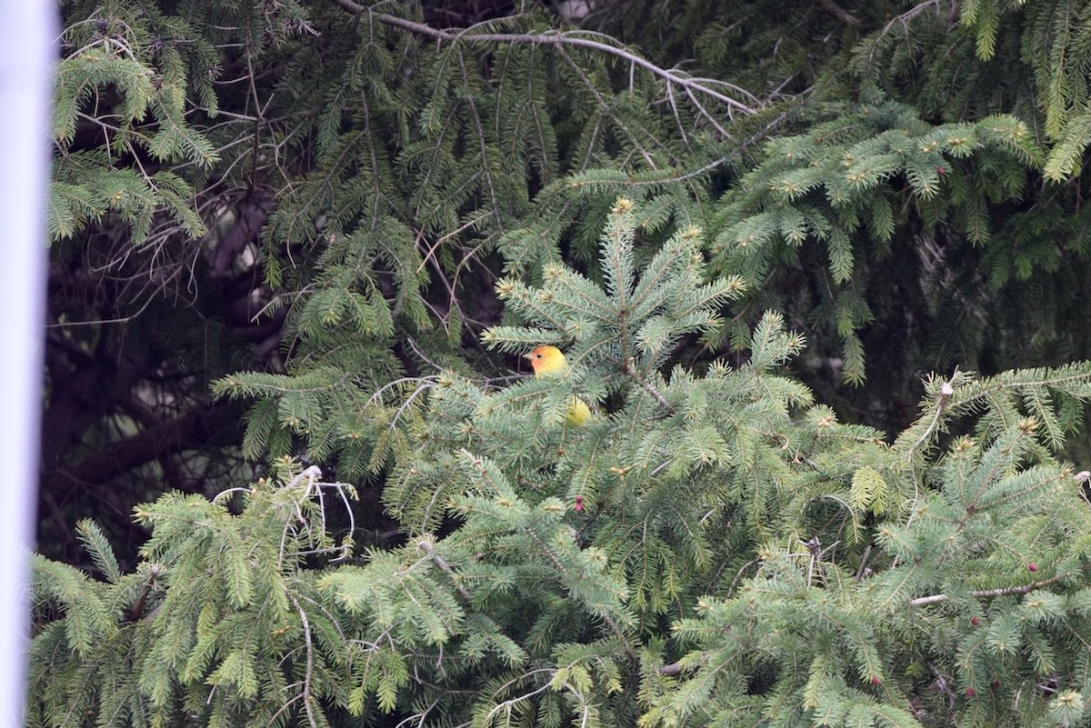 Western Tanager - ML618374151