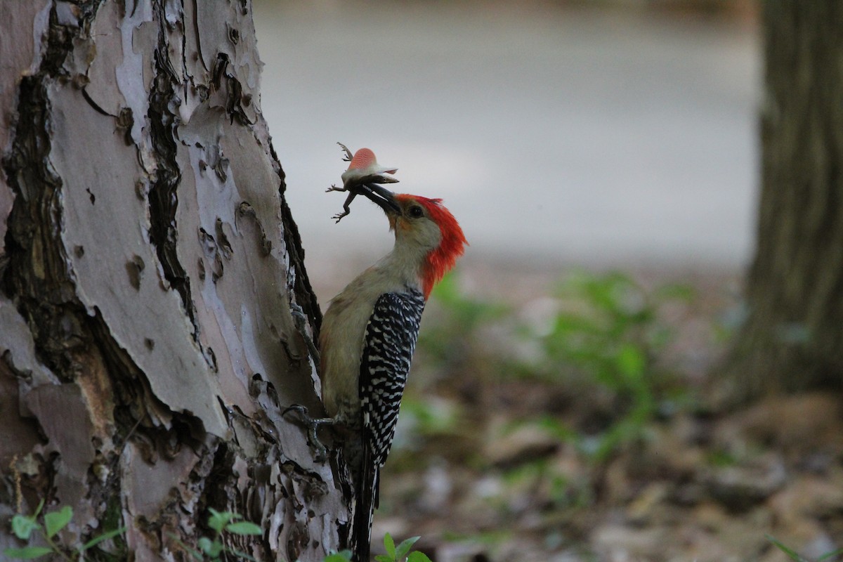 Red-bellied Woodpecker - ML618374167