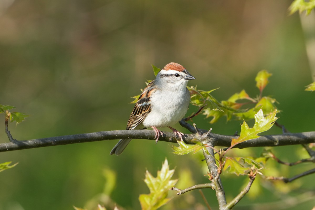 Chipping Sparrow - Will Cihula