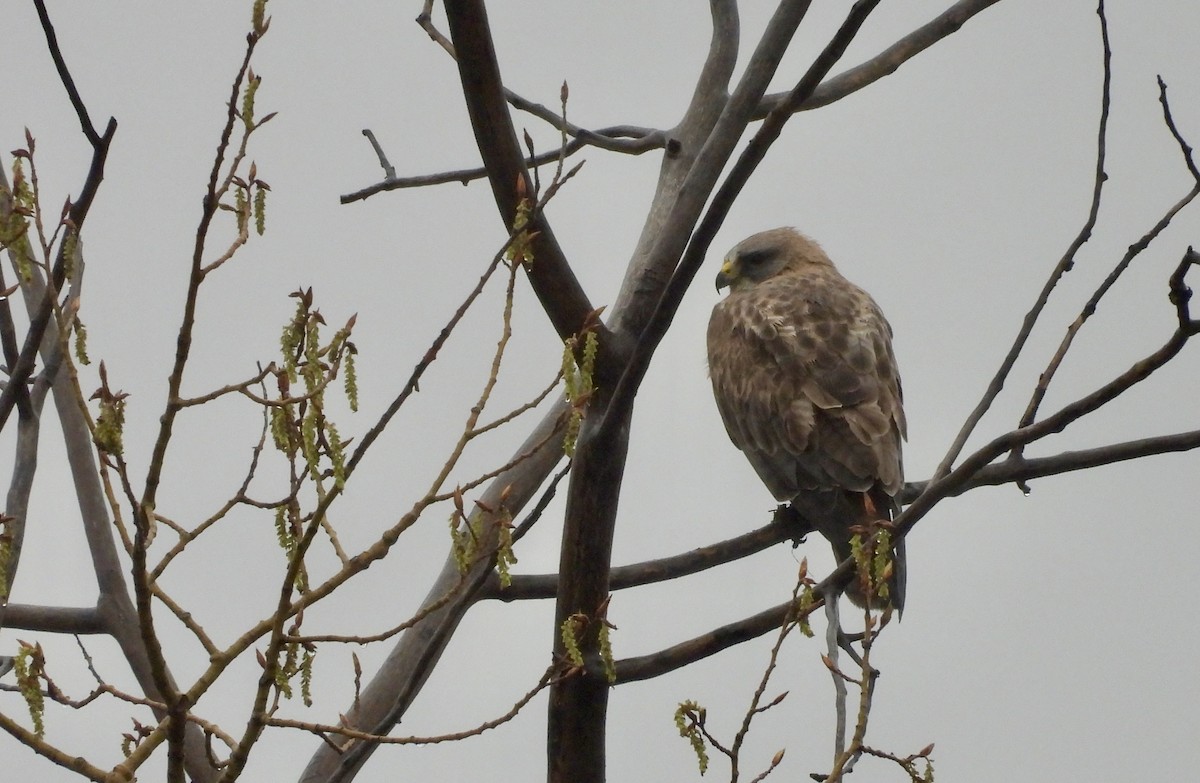 Swainson's Hawk - Heather and Laurence Brownell