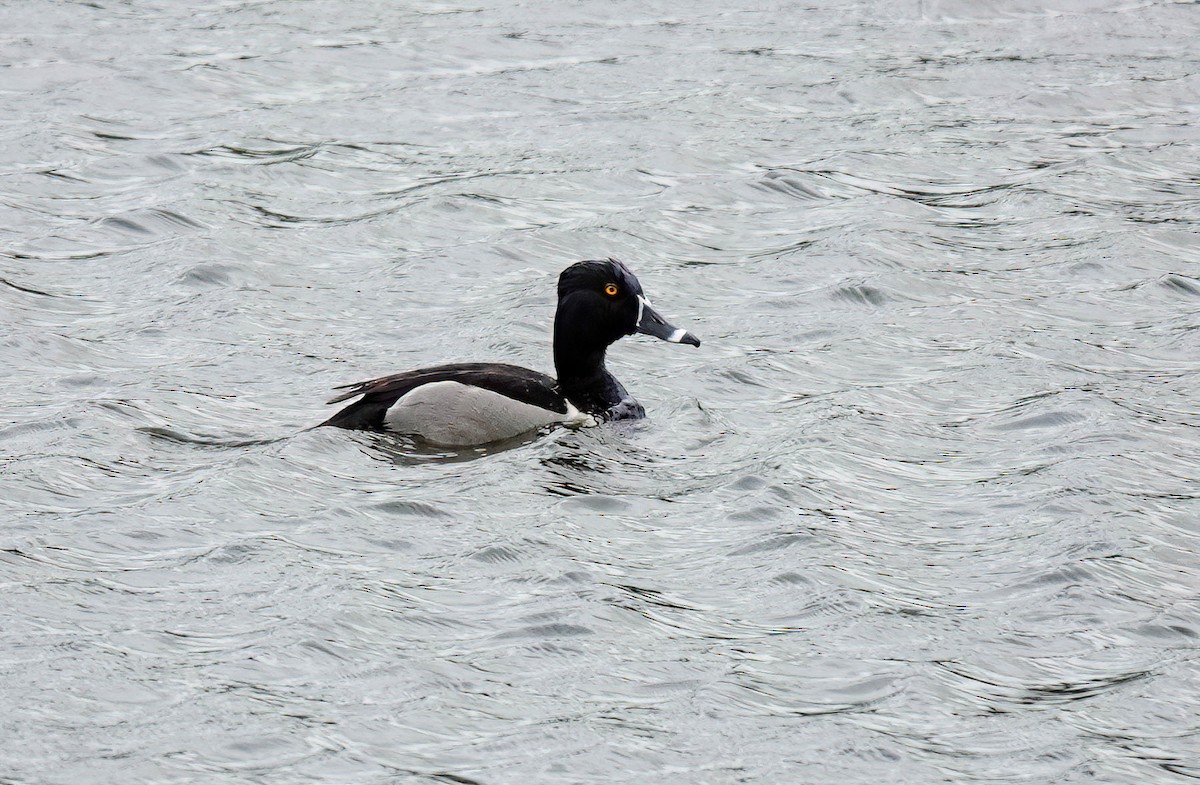 Ring-necked Duck - ML618374174