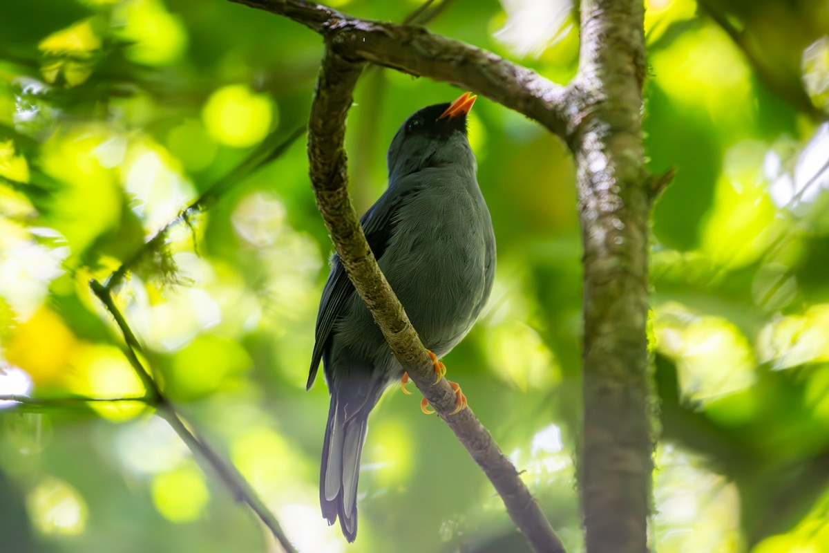 Black-faced Solitaire - ML618374317