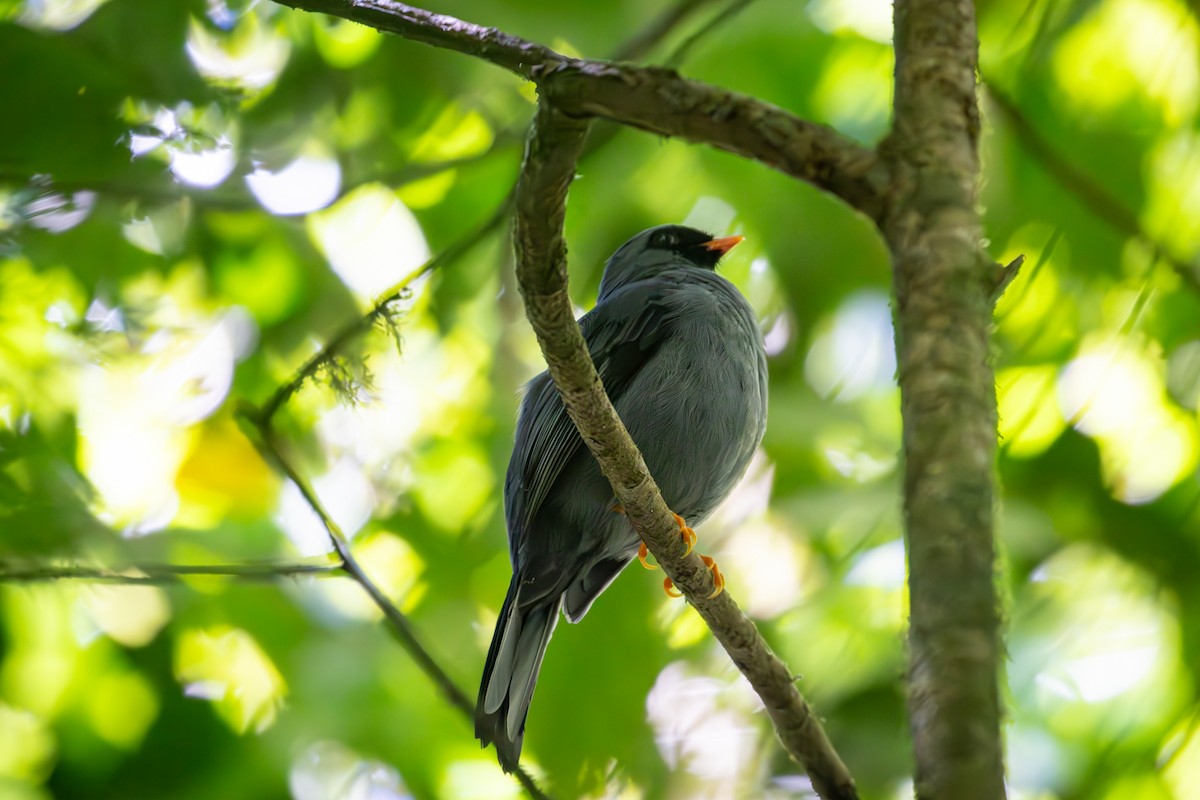 Black-faced Solitaire - ML618374319