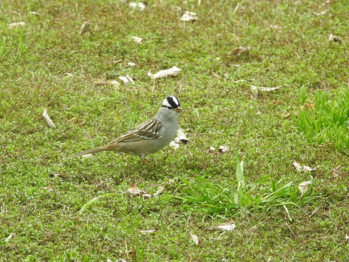 White-crowned Sparrow - ML618374324