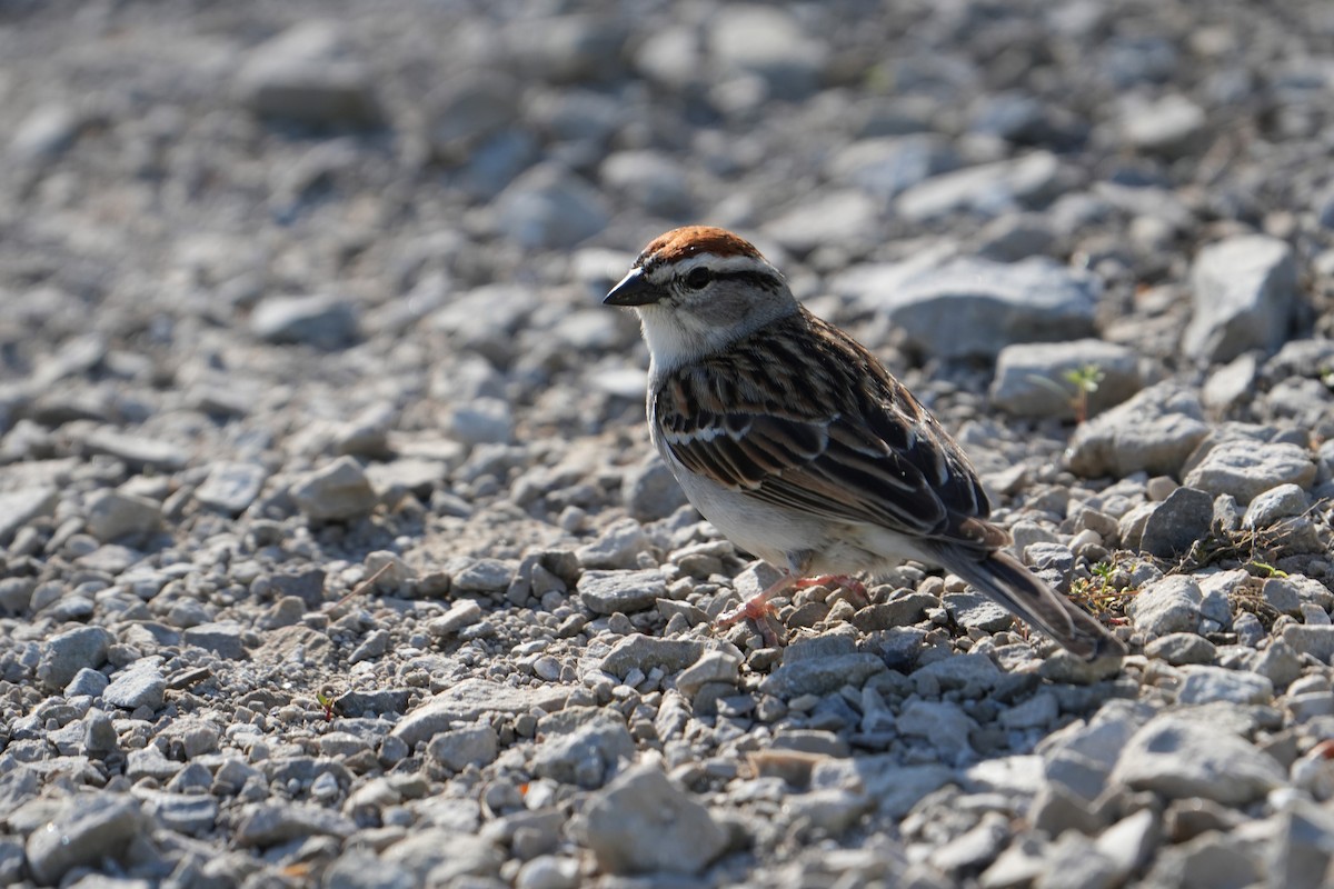 Chipping Sparrow - ML618374325