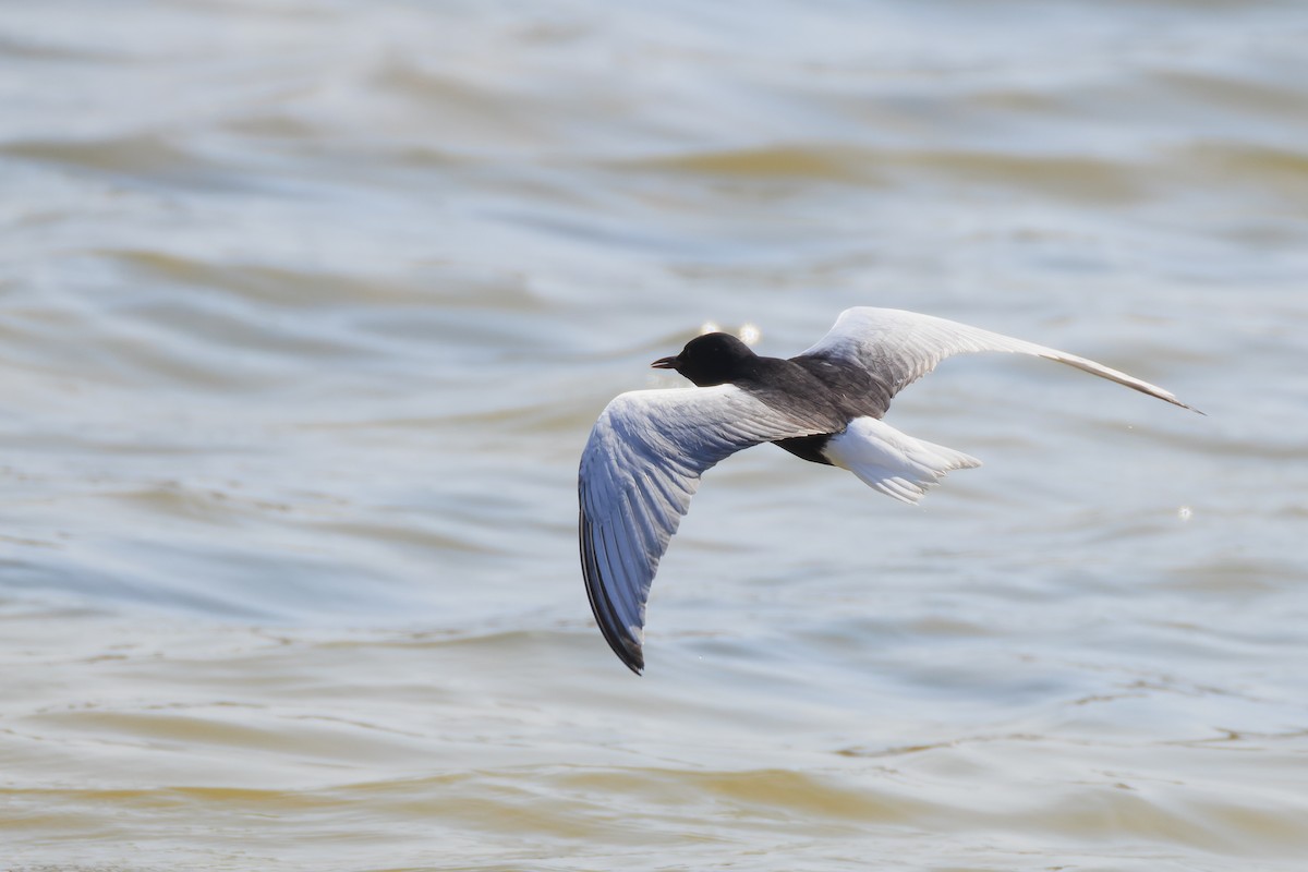 White-winged Tern - ML618374367