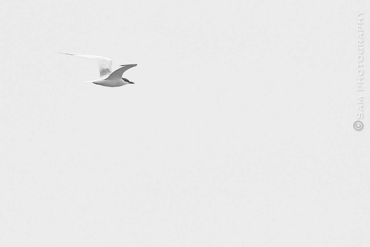 Gull-billed Tern - ML618374387