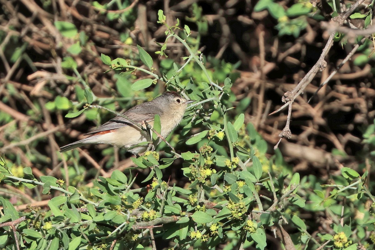 Lucy's Warbler - ML618374388