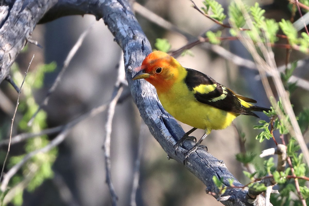Western Tanager - ML618374392
