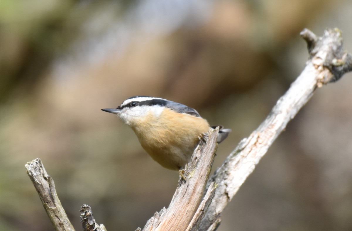 Red-breasted Nuthatch - ML618374450