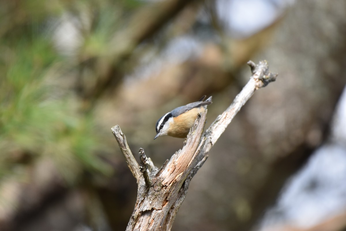 Red-breasted Nuthatch - ML618374453