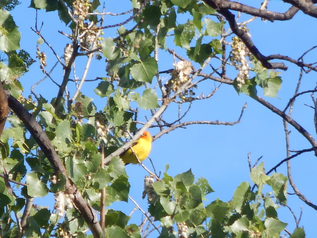 Western Tanager - ML618374466
