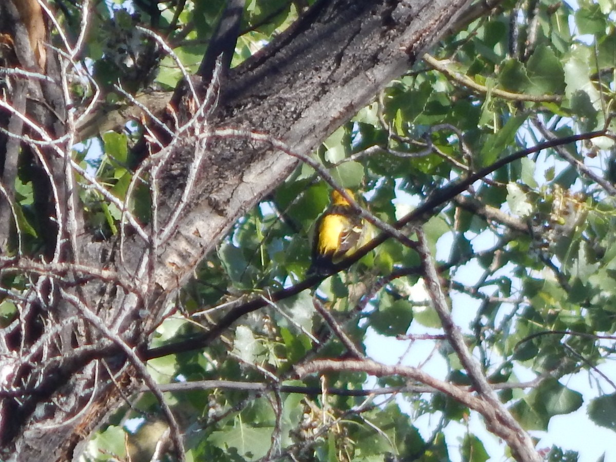 Western Tanager - ML618374474