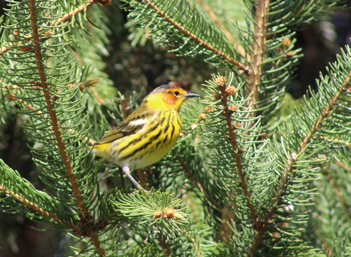 Cape May Warbler - ML618374475