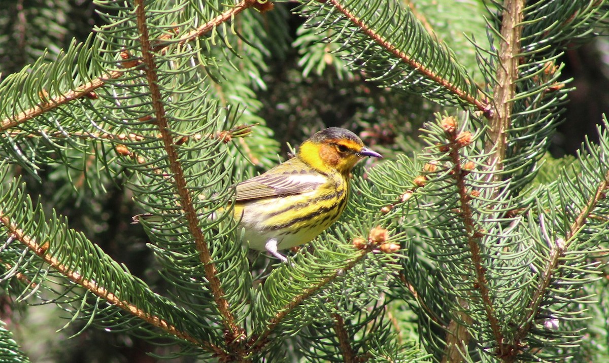 Cape May Warbler - ML618374476