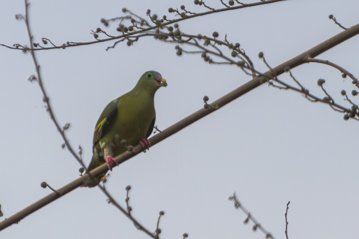 Thick-billed Green-Pigeon - ML618374481