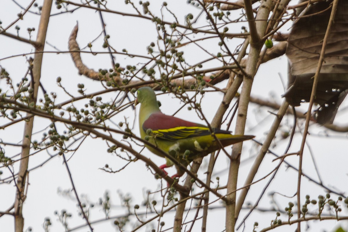 Thick-billed Green-Pigeon - ML618374484